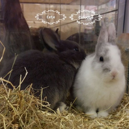 twee konijnemeisjes bij de dierenwinkel